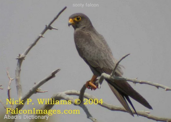 sooty falcon